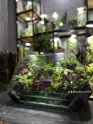 cach-cham-soc-terrarium