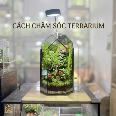 cach-cham-soc-terrarium-dung-chuan