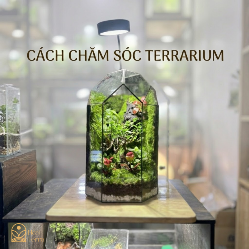 cach-cham-soc-terrarium-dung-chuan