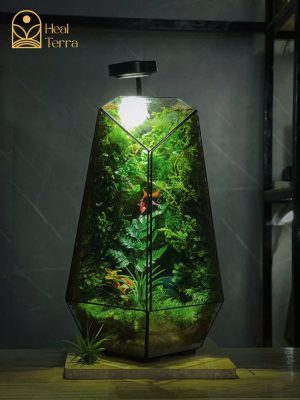 anh-sang-trong-terrarium