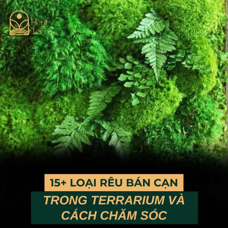 15+ Loại Rêu Bán Cạn Trong Terrarium Và Cách Chăm Sóc - Heal Terra