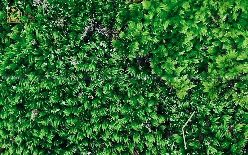 Rêu bán cạn - Rêu Đầu Xanh - Heal Terra