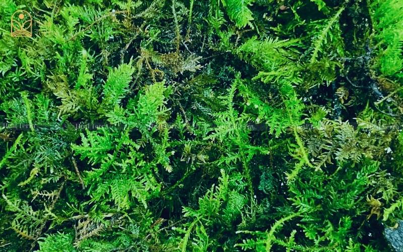 Rêu Trắc Bá - Heal Terra