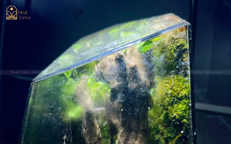 Không vệ sinh bề mặt kính - Sai lầm khi chơi terrarium - Heal Terra