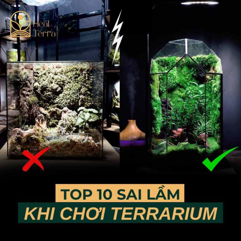 top 10 sai lầm khi chơi terrarium cực phổ biến