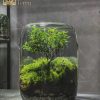 cach-cham-soc-terrarium-he-mo