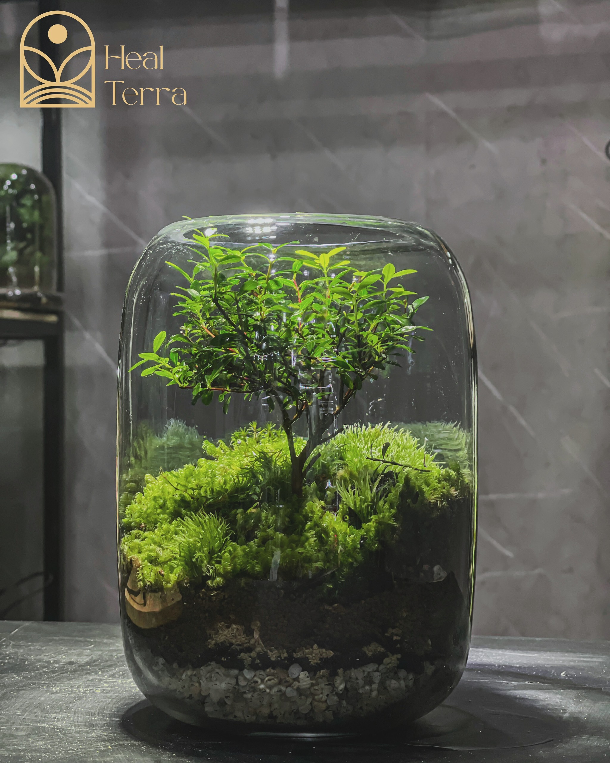 cach-cham-soc-terrarium-he-mo