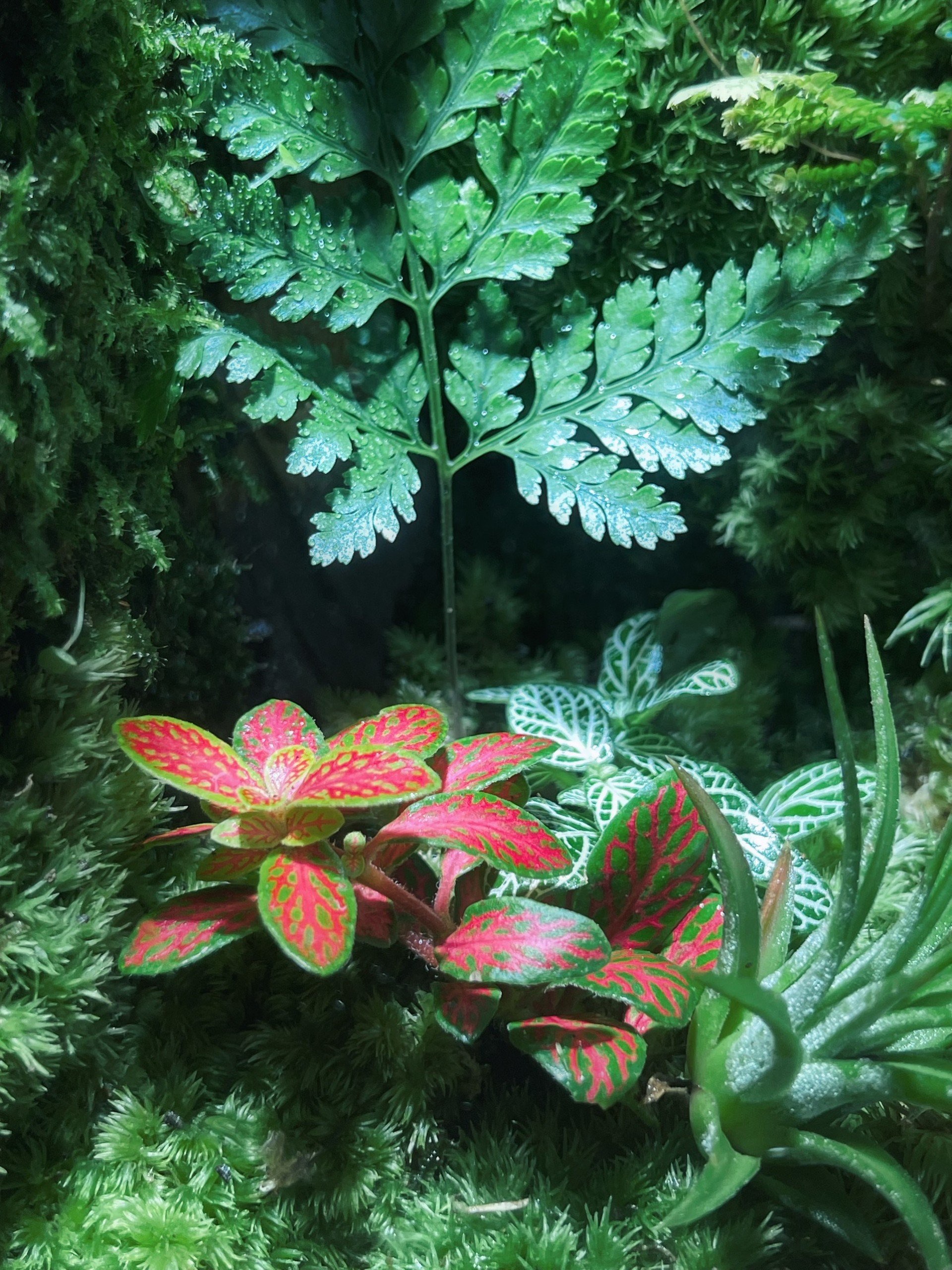 Forest Lantern - Terrarium đa giác cạn 15x15x28 - Ảnh 3