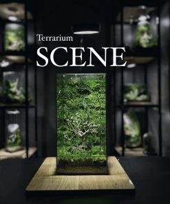 cay-co-don-terrarium-cua-vom-sang-trong-heal-terra