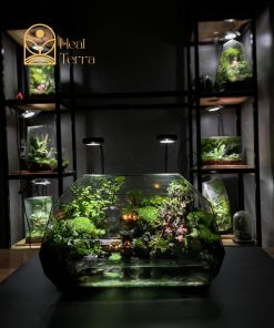 phuong-hoang-co-tran-p1