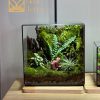 terrarium-moc-tam-luc