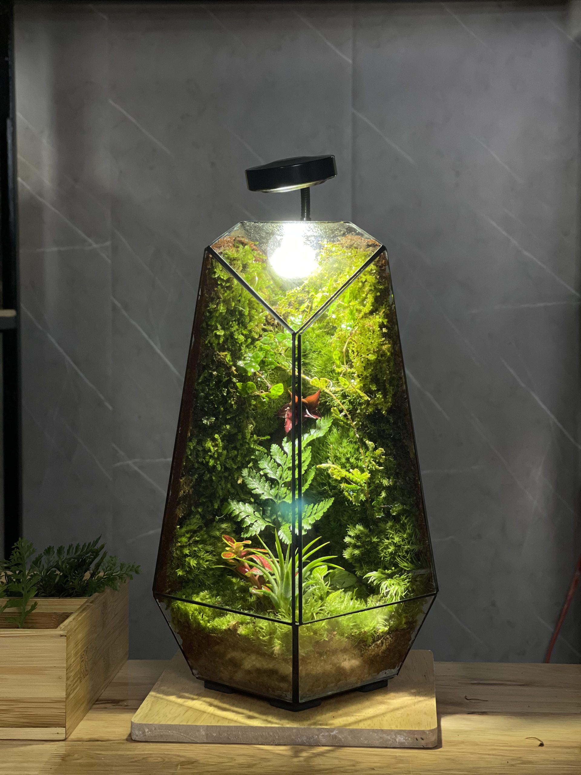 forest-lantern-chiec-den-mang-hoi-tho-cua-rung-heal-terra-5