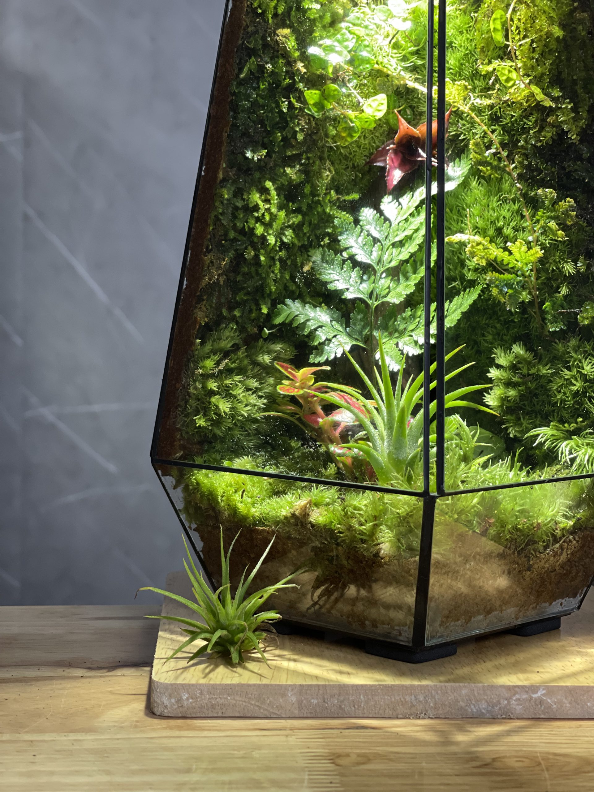 forest-lantern-chiec-den-mang-hoi-tho-cua-rung-heal-terra-2