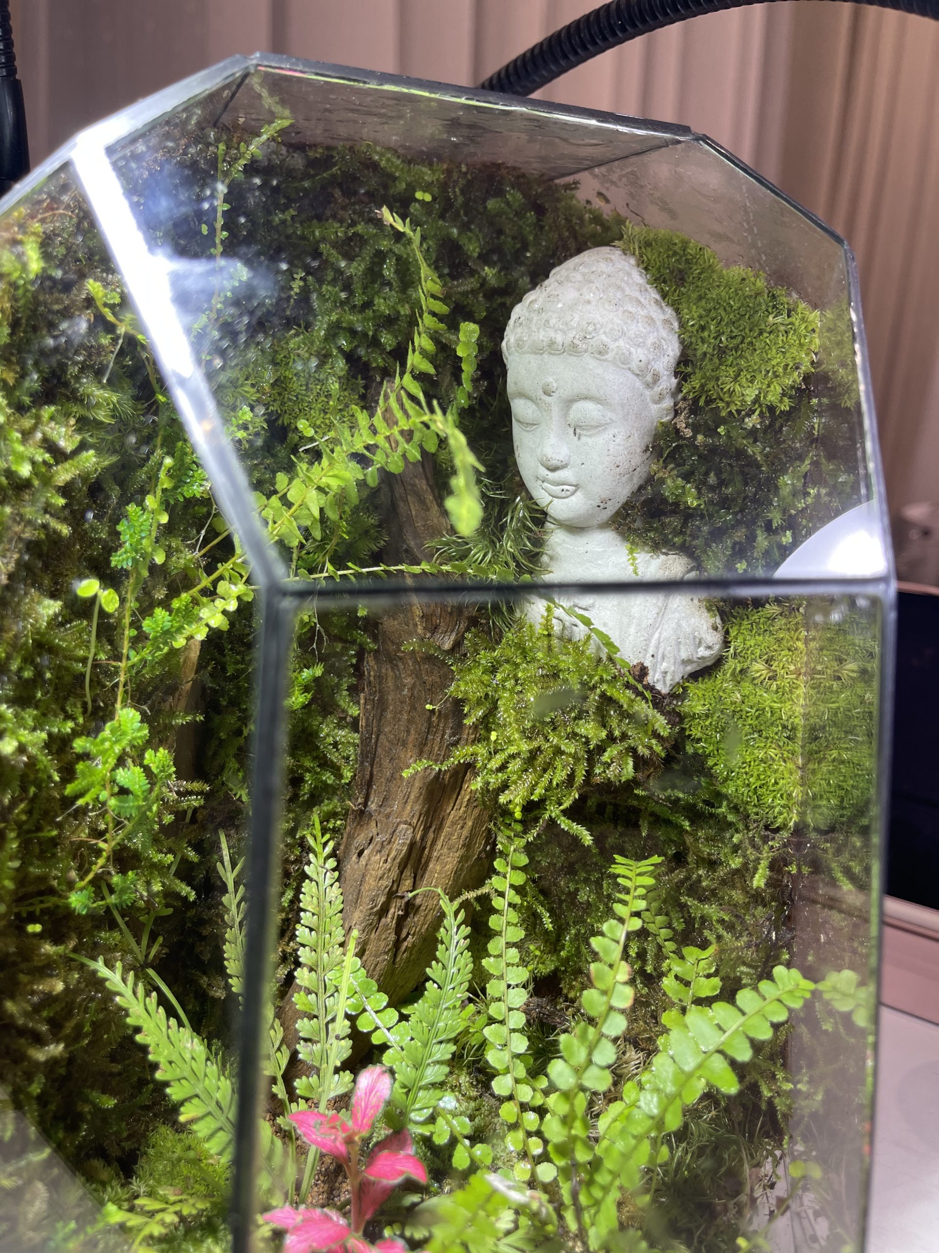 Bái Phật - Terrarium Đa Giác Cạn 20x20x34 - Ảnh 3