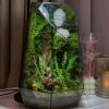 terrarium-da-giac-can-bai-phat