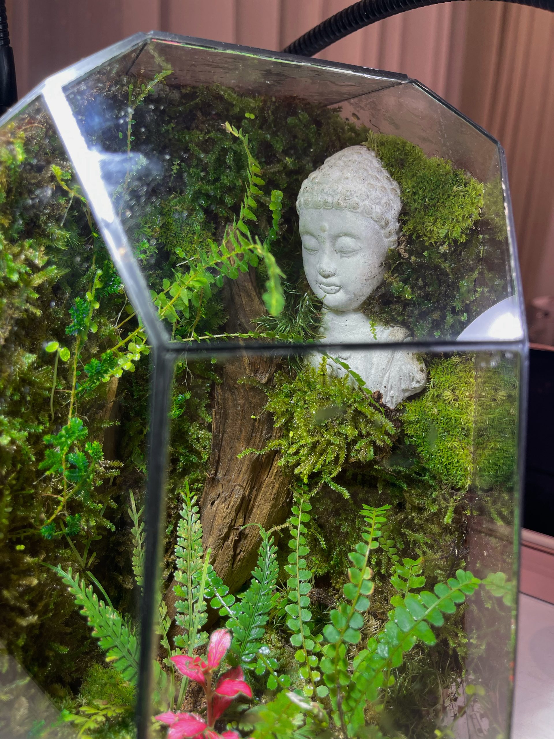 Bái Phật - Terrarium Đa Giác Cạn 20x20x34 - Ảnh 10