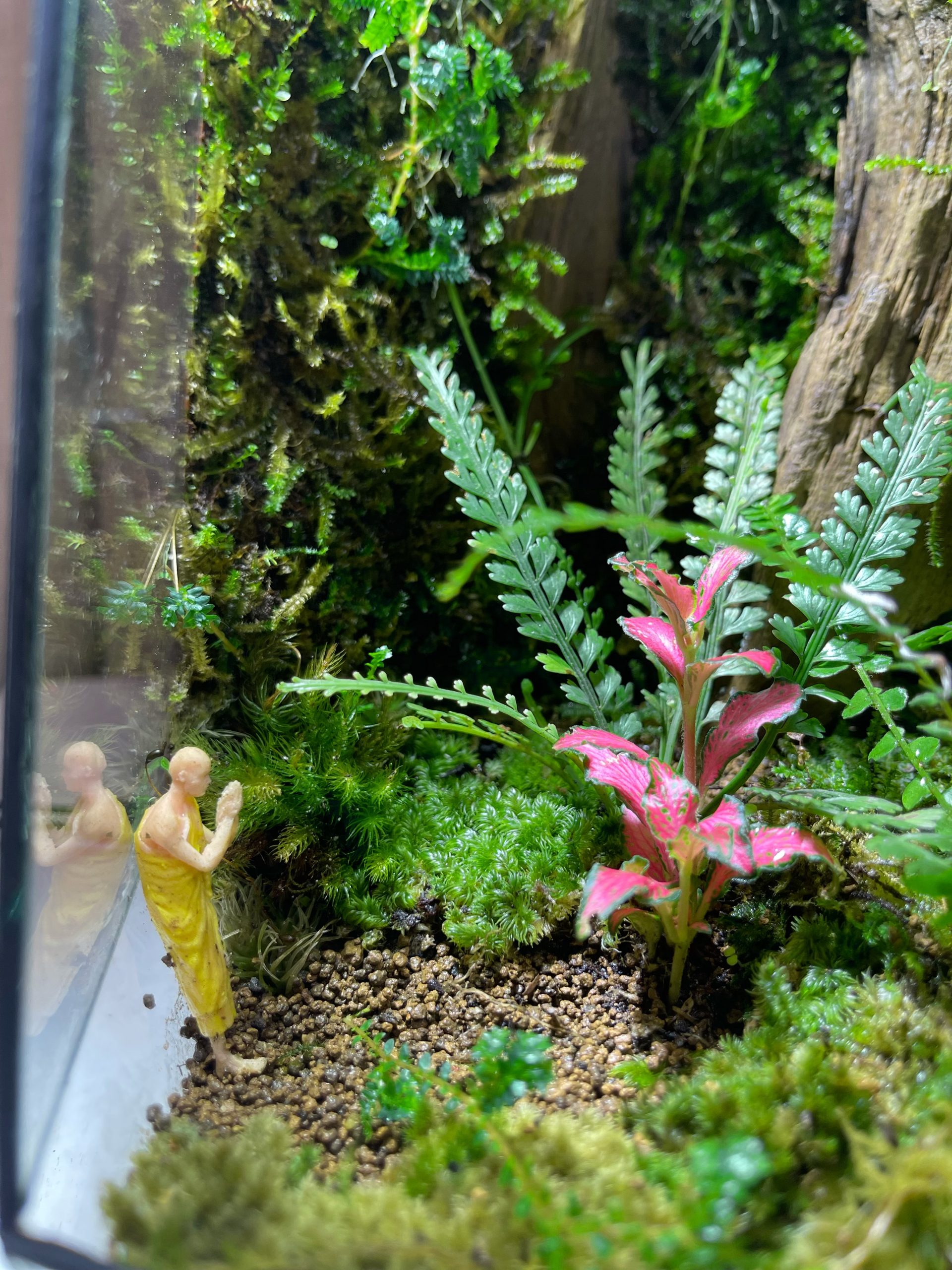 Bái Phật - Terrarium Đa Giác Cạn 20x20x34 - Ảnh 9