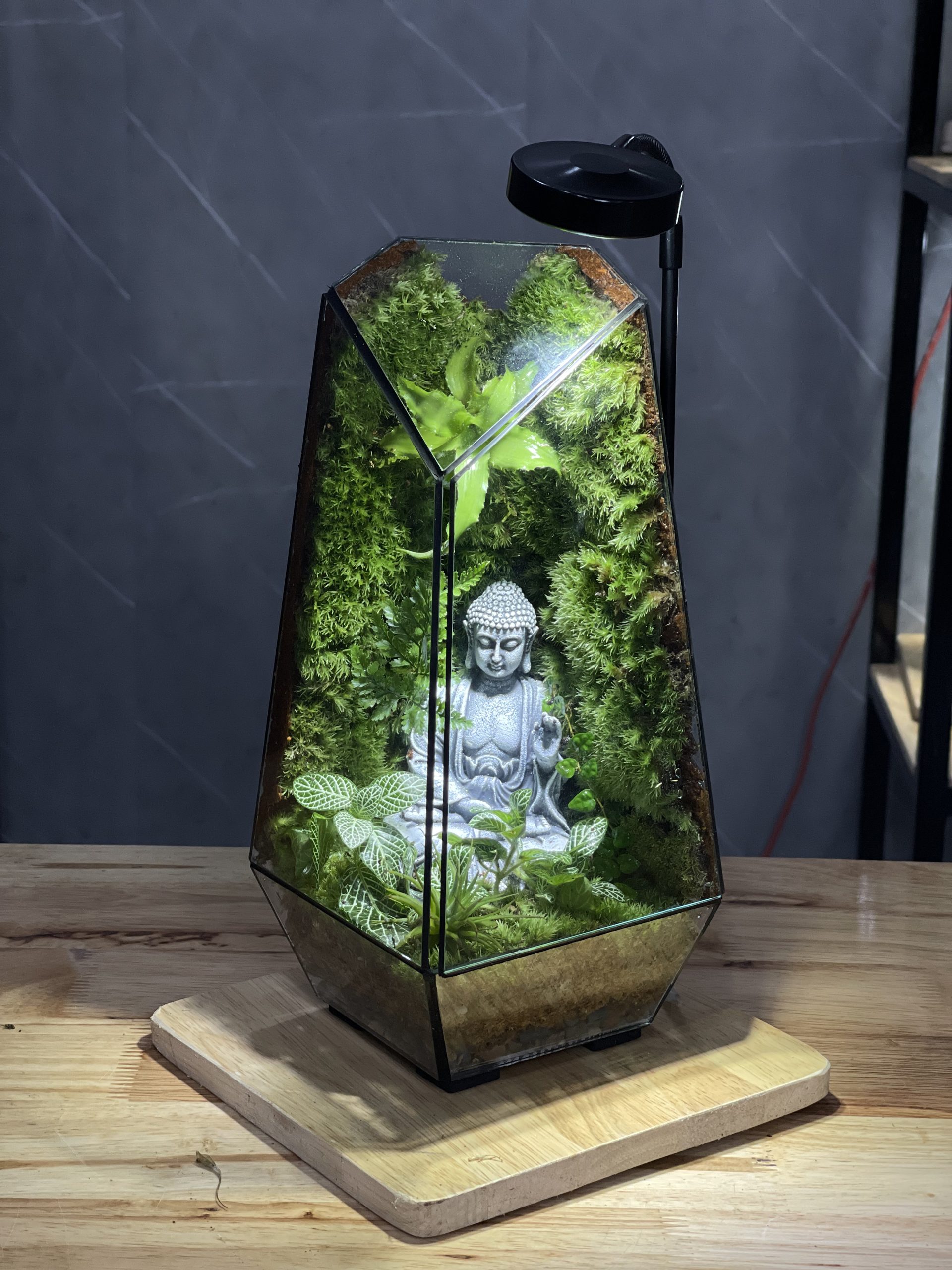 terrarium-phat-thien-dinh