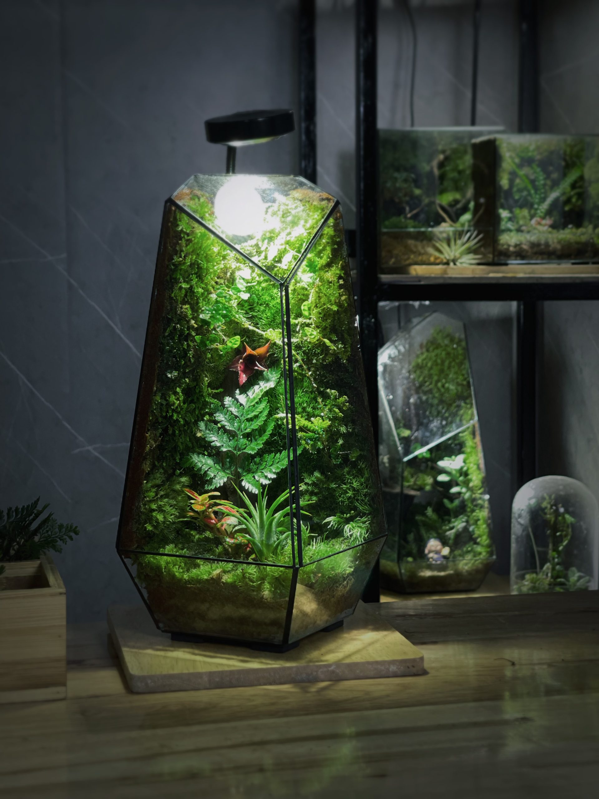 forest-lantern-chiec-den-mang-hoi-tho-cua-rung-heal-terra-1