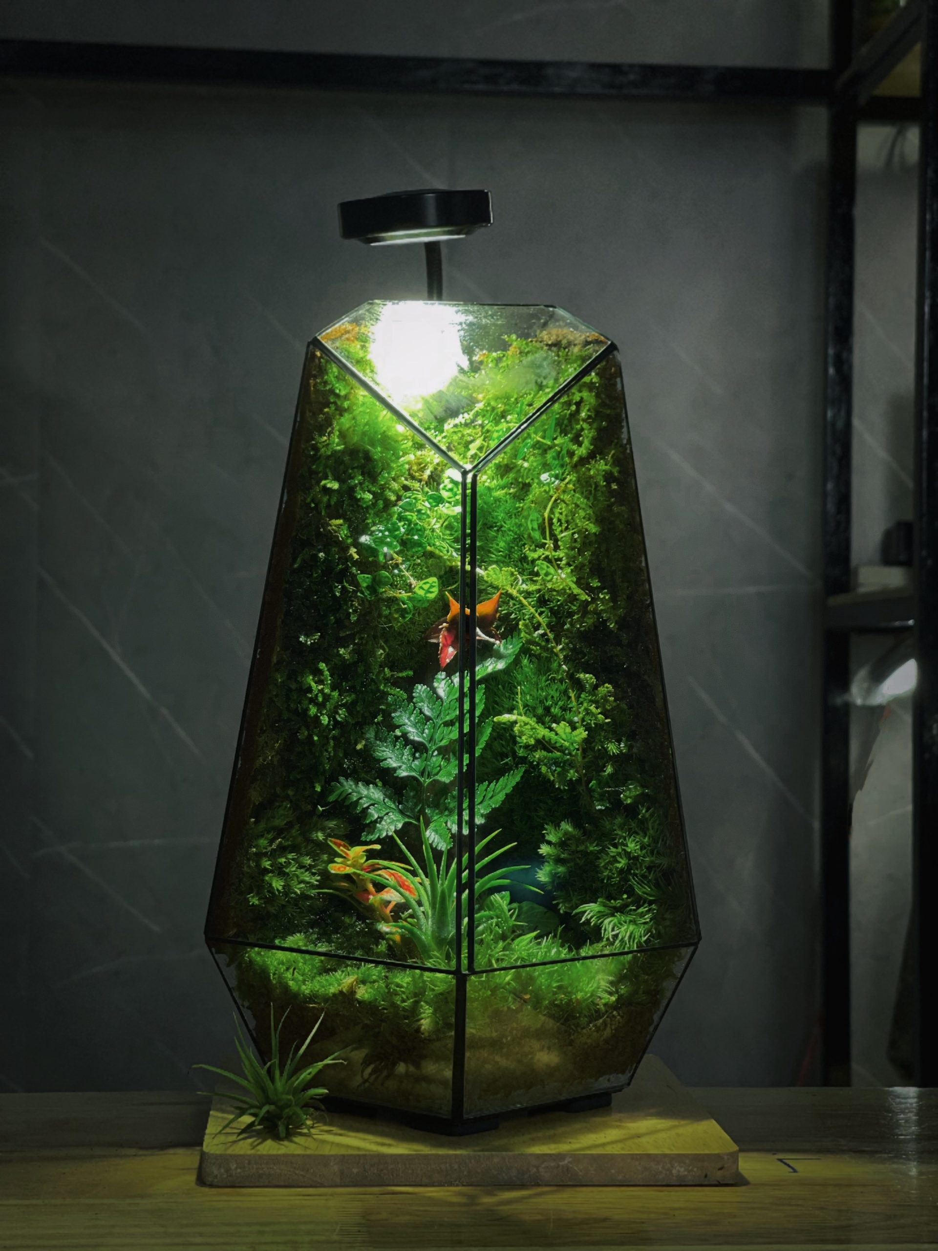forest-lantern-chiec-den-mang-hoi-tho-cua-rung-heal-terra