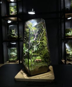 rung-xanh-terrarium-da-giac