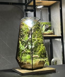 rung-xanh-terrarium-da-giac-1