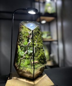 rung-xanh-terrarium-da-giac-2