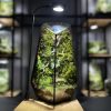 rung-xanh-terrarium-da-giac-4
