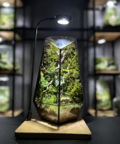 rung-xanh-terrarium-da-giac-4