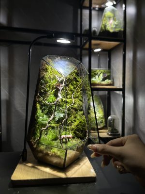 rung-xanh-terrarium-da-giac-heal-terra