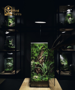 Nature Heals - Terrarium cạn 10x10x30