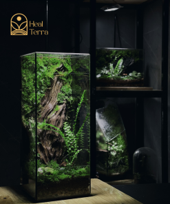 nature-heals-terrarium-can-10x10x30