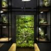 cay-co-don-terrarium-cua-vom-sang-trong