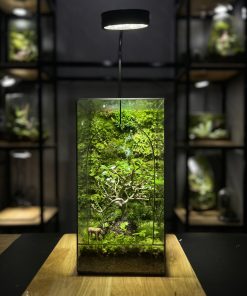 cay-co-don-terrarium-cua-vom-sang-trong