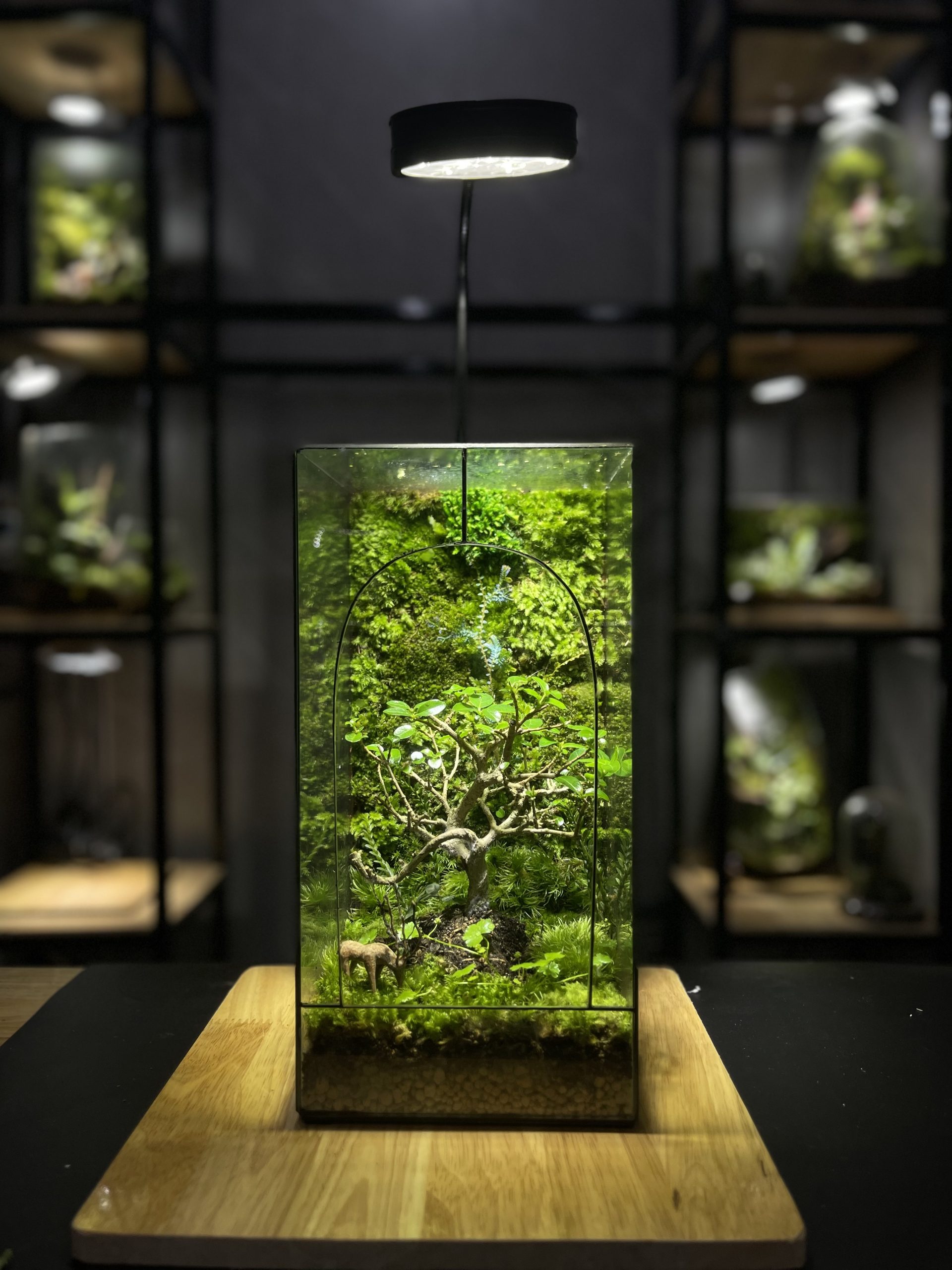 cay-co-don-terrarium-cua-vom-sang-trong