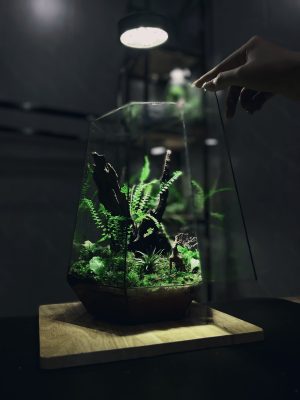 ao luc - terrarium của heal terra