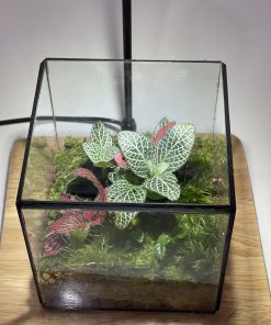 terrarium-cubic-hop-rung-non-heal-terra