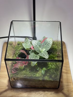 terrarium-cubic-hop-rung-non-heal-terra