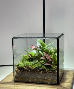 terrarium-cubic-hop-rung-non