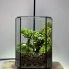 luc-tinh-terrarium