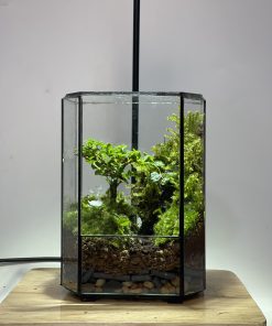 luc-tinh-terrarium