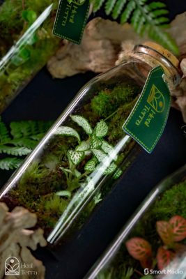 chai-terrarium-mini