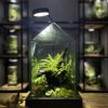 terrarium-mai-rung-noi-mot-goc-rung-nho-chon-de-o-lai