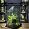 mai-rung-terrarium