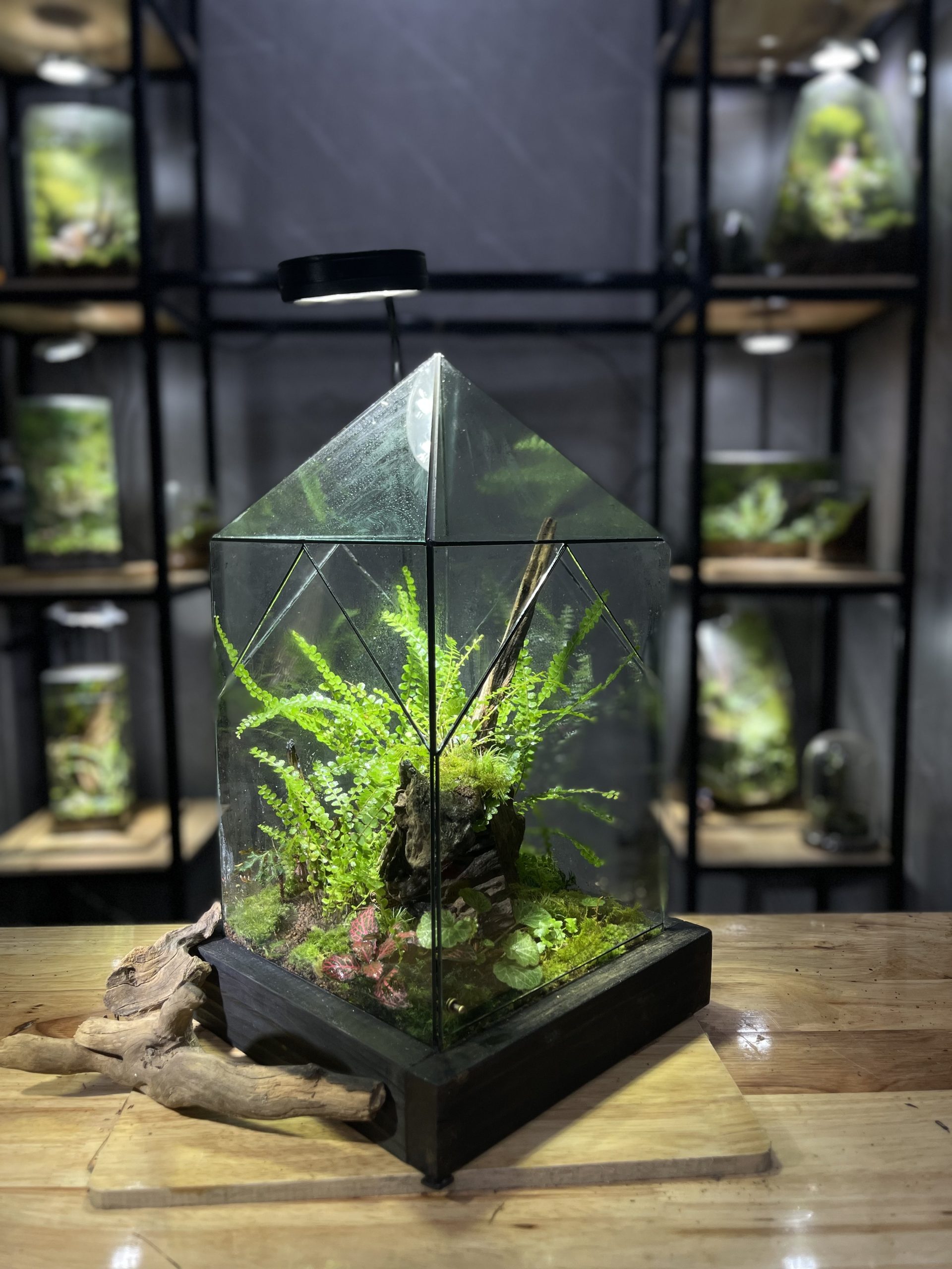 mai-rung-terrarium