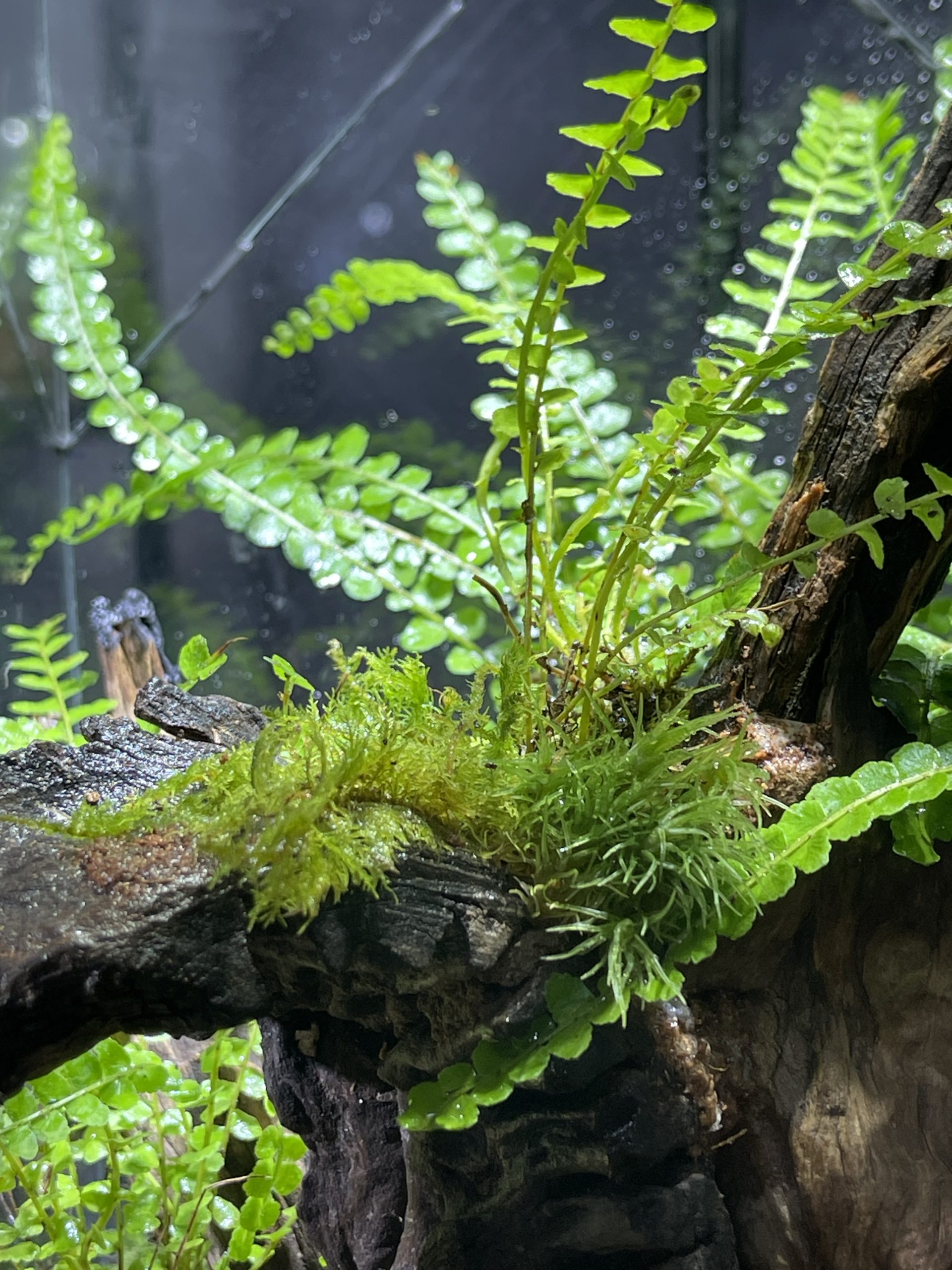 Mái Rừng - Terrarium cạn hình ngôi nhà 24x24x35 - Ảnh 5