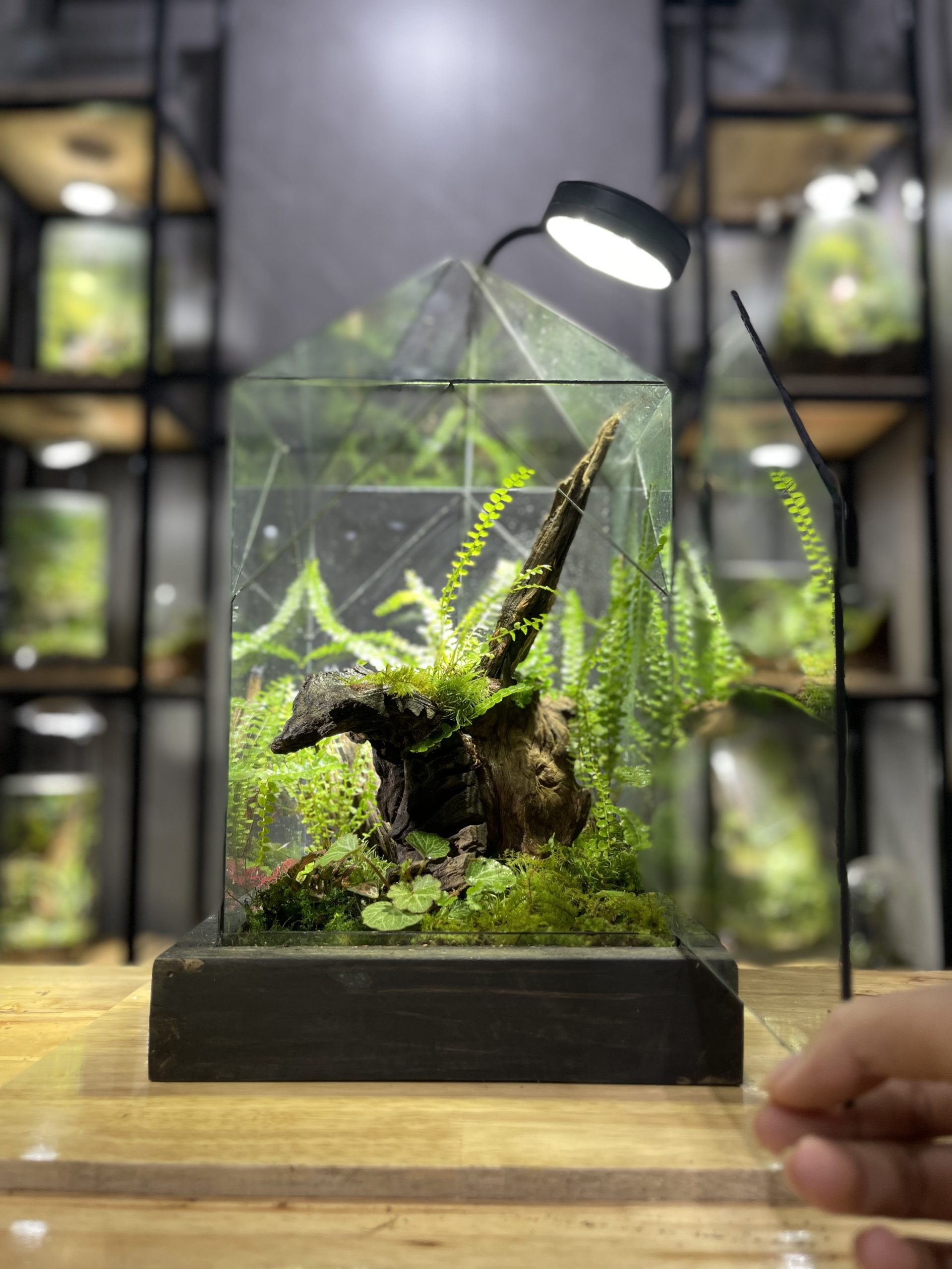 Mái Rừng - Terrarium cạn hình ngôi nhà 24x24x35 - Ảnh 3