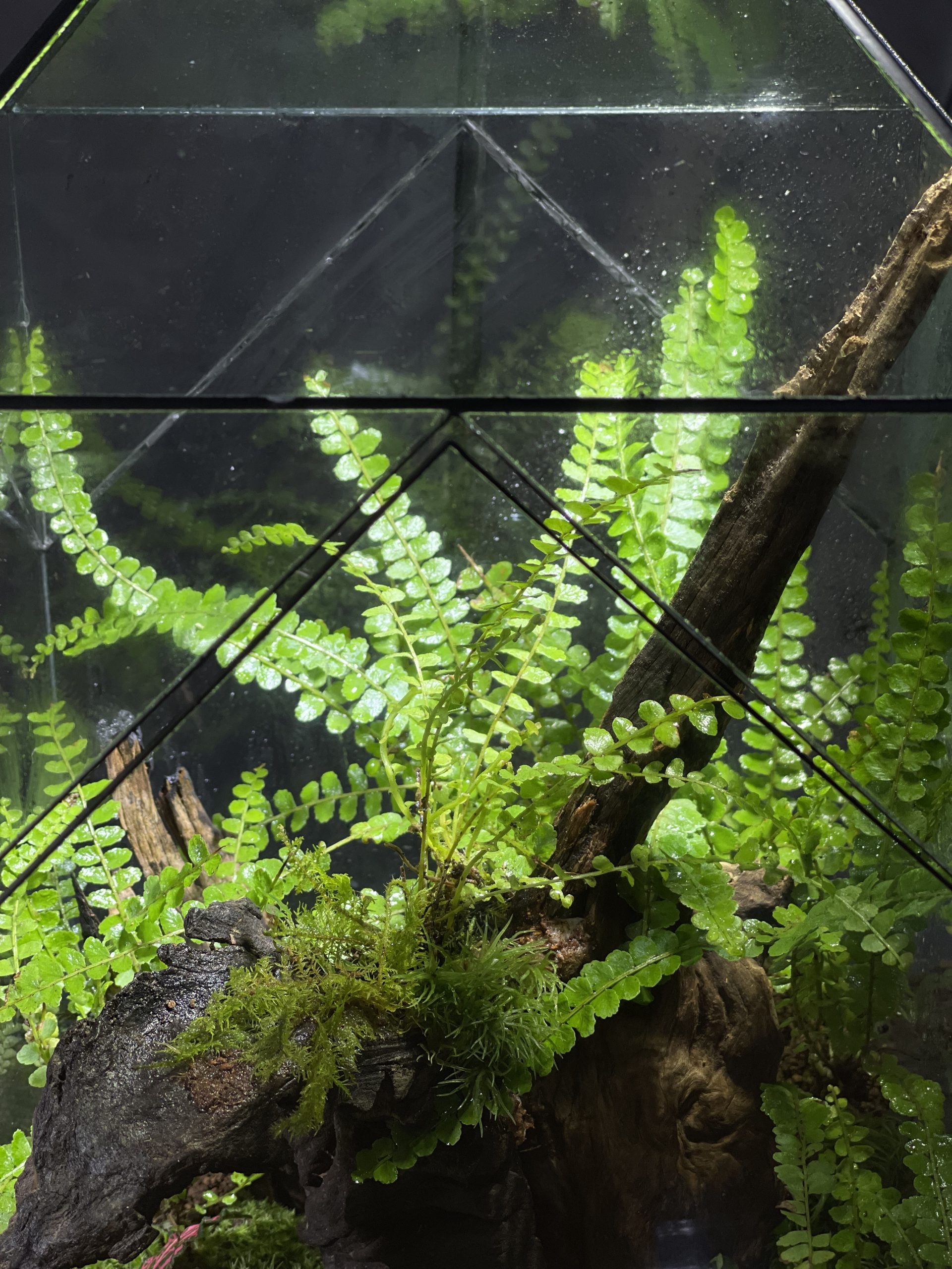 Mái Rừng - Terrarium cạn hình ngôi nhà 24x24x35 - Ảnh 2