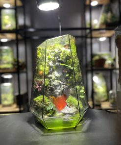 terrarium-ve-than-rung-sau-1