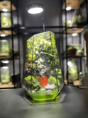 terrarium-ve-than-rung-sau-1